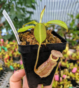 Nepenthes burbidgeae BE-3848 *SPECIAL SELECTED CLONE*
