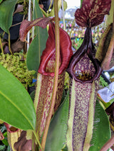 Nepenthes maxima BE-3067 x ventricosa "Red" *SEED-GROWN*