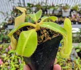 Nepenthes chaniana BE-3673