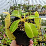 Nepenthes chaniana BE-3673