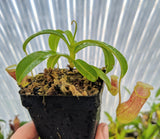 Nepenthes burkei BE-3254
