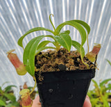Nepenthes burkei BE-3254