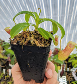 Nepenthes burkei BE-3254
