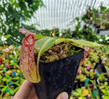 Nepenthes burbidgeae x glandulifera BE-3705
