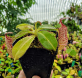 Nepenthes burbidgeae x glandulifera BE-3705