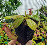 Nepenthes burbidgeae x glandulifera BE-3705