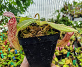Nepenthes burbidgeae x glandulifera BE-3705