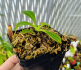 Nepenthes lowii (Trus Madi) BE-3100