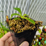 Nepenthes lowii (Trus Madi) BE-3100