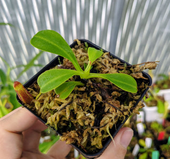 Nepenthes lowii (Trus Madi) BE-3100