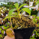 Nepenthes jacquelineae (G. Gadang) BE-3092