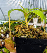 Nepenthes jacquelineae (G. Gadang) BE-3092