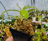 Nepenthes jacquelineae (G. Gadang) BE-3092