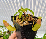 Nepenthes ventricosa (Madja-as) BE-3278
