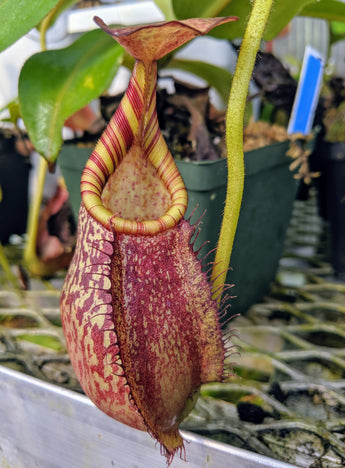 Nepenthes spectabilis x veitchii BE- 3636 *SEED-GROWN*