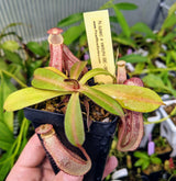 Nepenthes spectabilis x veitchii BE- 3636 *SEED-GROWN*