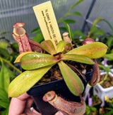 Nepenthes spectabilis x veitchii BE- 3636 *SEED-GROWN*