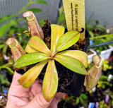Nepenthes spectabilis x veitchii BE- 3636 *SEED-GROWN*
