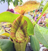 Nepenthes chaniana x veitchii BE-3137