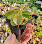Nepenthes (veitchii x lowii) x spectabilis BE-3400
