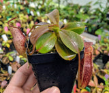 Nepenthes (veitchii x lowii) x spectabilis BE-3400