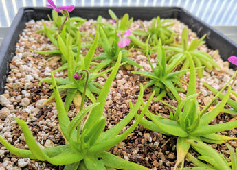 Pinguicula moctezumae