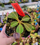 Nepenthes robcantleyi "Queen of Hearts" x zakariana ‘Crocker Road’ BE-3893