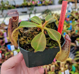 Nepenthes robcantleyi "Queen of Hearts" x zakariana ‘Crocker Road’ BE-3893