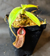 Nepenthes burbidgeae x talangensis BE-3952