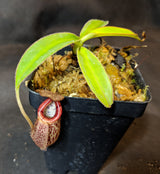 Nepenthes burbidgeae x talangensis BE-3952
