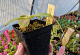 Nepenthes burbidgeae x sibuyanensis BE-3885