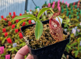 Nepenthes burbidgeae x talangensis BE-3952