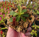 Nepenthes muluensis x lowii BE-3128