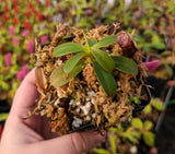 Nepenthes muluensis x lowii BE-3128
