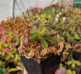Nepenthes muluensis x lowii BE-3128