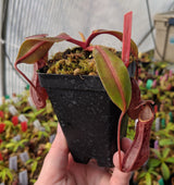 Nepenthes boschiana *SEED-GROWN*