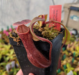 Nepenthes boschiana *SEED-GROWN*