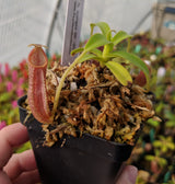 Nepenthes bongso BE-3036