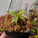 Nepenthes bongso BE-3036