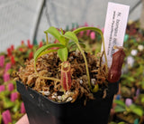 Nepenthes bongso BE-3036