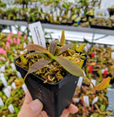 Nepenthes veitchii x platychila BE-3213