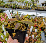 Nepenthes veitchii x platychila BE-3213