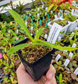 Nepenthes jacquelineae (Gunung Gadang) BE-3874