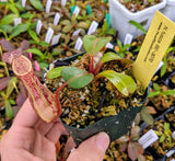 Nepenthes dactylifera BE-3070