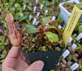 Nepenthes dactylifera BE-3070