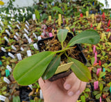 Nepenthes rajah x veitchii BE-3730