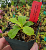 Nepenthes robcantleyi x (sibuyanensis x ventricosa) BE-3748