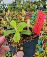 Nepenthes robcantleyi x (sibuyanensis x ventricosa) BE-3748