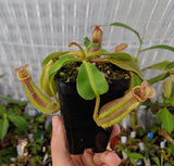 Nepenthes robcantleyi 'Queen of Hearts' x veitchii (Sungai Samba lowland) BE-3700