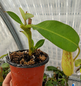 Nepenthes x Tiveyi Basal
